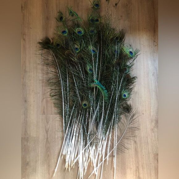 AUTHENTIC Peacock Feathers - Picture 1 of 14